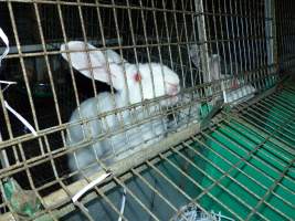 Rabbit farming at Baldivis Rabbits WA - Captured at Baldivis Rabbits, Baldivis WA Australia.