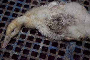 Australian duck farming - Captured at Tinder Creek Duck Farm, Mellong NSW Australia.