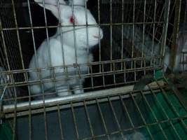 Rabbit farming at Baldivis Rabbits WA - Captured at Baldivis Rabbits, Baldivis WA Australia.