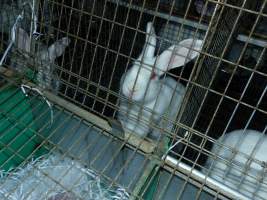 Rabbit farming at Baldivis Rabbits WA - Captured at Baldivis Rabbits, Baldivis WA Australia.