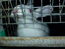 Rabbit farming at Baldivis Rabbits WA - Captured at Baldivis Rabbits, Baldivis WA Australia.