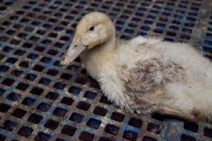 Australian duck farming, 2012