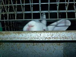 Rabbit farming at Baldivis Rabbits WA - Captured at Baldivis Rabbits, Baldivis WA Australia.