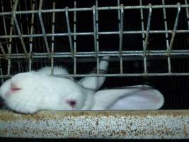 Rabbit farming at Baldivis Rabbits WA - Captured at Baldivis Rabbits, Baldivis WA Australia.