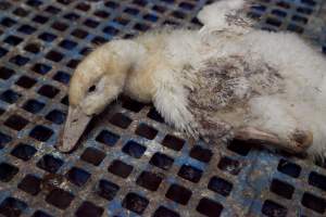 Australian duck farming - Captured at Tinder Creek Duck Farm, Mellong NSW Australia.