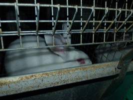 Rabbit farming at Baldivis Rabbits WA - Captured at Baldivis Rabbits, Baldivis WA Australia.