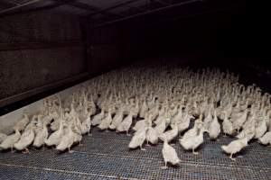 Australian duck farming - Captured at Tinder Creek Duck Farm, Mellong NSW Australia.