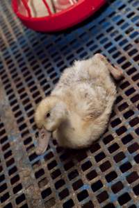 Australian duck farming - Captured at Tinder Creek Duck Farm, Mellong NSW Australia.