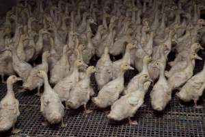 Australian duck farming - Captured at Tinder Creek Duck Farm, Mellong NSW Australia.