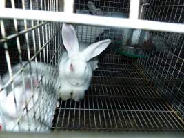 Rabbit farming at Baldivis Rabbits WA - Captured at Baldivis Rabbits, Baldivis WA Australia.