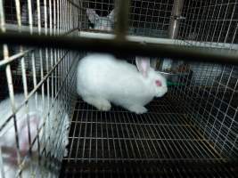 Rabbit farming at Baldivis Rabbits WA - Captured at Baldivis Rabbits, Baldivis WA Australia.