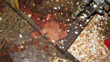 Remains of macerated chicks underneath macerator - During 'Eggs Exposed' raid on hatchery, 21 July 2016 - Captured at SBA Hatchery, Bagshot VIC Australia.