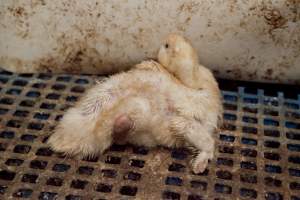 Australian duck farming - Captured at Tinder Creek Duck Farm, Mellong NSW Australia.