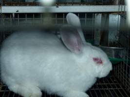 Rabbit farming at Baldivis Rabbits WA - Captured at Baldivis Rabbits, Baldivis WA Australia.