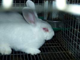 Rabbit farming at Baldivis Rabbits WA - Captured at Baldivis Rabbits, Baldivis WA Australia.