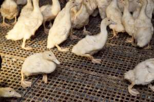 Australian duck farming - Captured at Tinder Creek Duck Farm, Mellong NSW Australia.