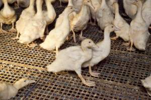 Australian duck farming - Captured at Tinder Creek Duck Farm, Mellong NSW Australia.