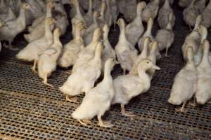 Australian duck farming - Captured at Tinder Creek Duck Farm, Mellong NSW Australia.