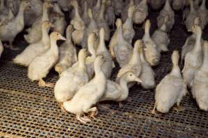 Australian duck farming - Captured at Tinder Creek Duck Farm, Mellong NSW Australia.