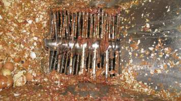 Macerator blades after operation - Pieces of egg shells and remains of macerated chicks.
During 'Eggs Exposed' raid on hatchery, 21 July 2016 - Captured at SBA Hatchery, Bagshot VIC Australia.