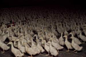 Australian duck farming - Captured at Tinder Creek Duck Farm, Mellong NSW Australia.