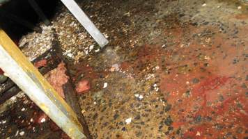 Bloody floor of macerator room during operation - During 'Eggs Exposed' raid on hatchery, 21 July 2016 - Captured at SBA Hatchery, Bagshot VIC Australia.