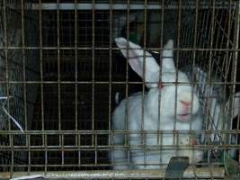 Rabbit farming at Baldivis Rabbits WA - Captured at Baldivis Rabbits, Baldivis WA Australia.