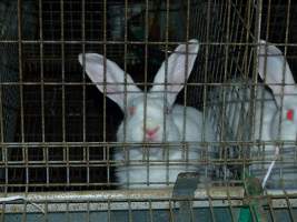 Rabbit farming at Baldivis Rabbits WA - Captured at Baldivis Rabbits, Baldivis WA Australia.