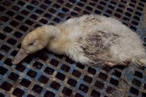 Australian duck farming - Captured at Tinder Creek Duck Farm, Mellong NSW Australia.