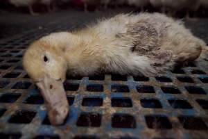 Australian duck farming - Captured at Tinder Creek Duck Farm, Mellong NSW Australia.