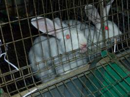 Rabbit farming at Baldivis Rabbits WA - Captured at Baldivis Rabbits, Baldivis WA Australia.