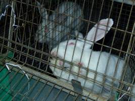 Rabbit farming at Baldivis Rabbits WA - Captured at Baldivis Rabbits, Baldivis WA Australia.