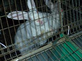 Rabbit farming at Baldivis Rabbits WA - Captured at Baldivis Rabbits, Baldivis WA Australia.