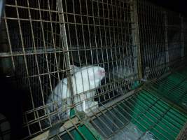 Rabbit farming at Baldivis Rabbits WA - Captured at Baldivis Rabbits, Baldivis WA Australia.