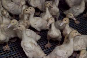 Australian duck farming - Captured at Tinder Creek Duck Farm, Mellong NSW Australia.