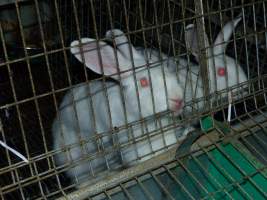 Rabbit farming at Baldivis Rabbits WA - Captured at Baldivis Rabbits, Baldivis WA Australia.