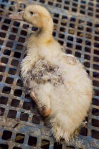 Australian duck farming - Captured at Tinder Creek Duck Farm, Mellong NSW Australia.