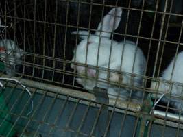 Rabbit farming at Baldivis Rabbits WA - Captured at Baldivis Rabbits, Baldivis WA Australia.