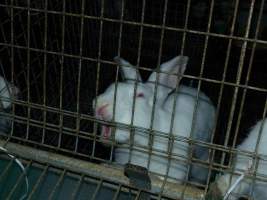 Rabbit farming at Baldivis Rabbits WA - Captured at Baldivis Rabbits, Baldivis WA Australia.