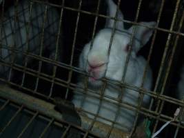 Rabbit farming at Baldivis Rabbits WA - Captured at Baldivis Rabbits, Baldivis WA Australia.