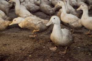 Australian duck farming - Captured at Tinder Creek Duck Farm, Mellong NSW Australia.