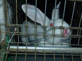 Rabbit farming at Baldivis Rabbits WA - Captured at Baldivis Rabbits, Baldivis WA Australia.