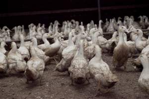 Australian duck farming - Captured at Tinder Creek Duck Farm, Mellong NSW Australia.