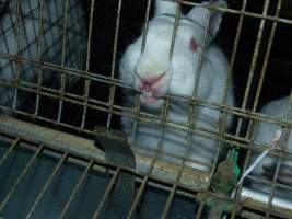 Rabbit farming at Baldivis Rabbits WA - Captured at Baldivis Rabbits, Baldivis WA Australia.