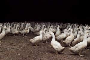 Australian duck farming - Captured at Tinder Creek Duck Farm, Mellong NSW Australia.
