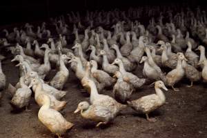 Australian duck farming - Captured at Tinder Creek Duck Farm, Mellong NSW Australia.