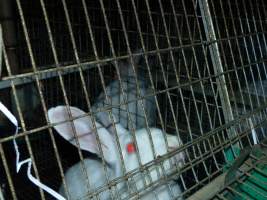 Rabbit farming at Baldivis Rabbits WA - Captured at Baldivis Rabbits, Baldivis WA Australia.