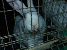 Rabbit farming at Baldivis Rabbits WA - Captured at Baldivis Rabbits, Baldivis WA Australia.