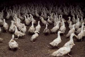 Australian duck farming - Captured at Tinder Creek Duck Farm, Mellong NSW Australia.