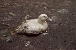 Australian duck farming - Captured at Tinder Creek Duck Farm, Mellong NSW Australia.